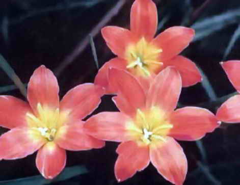 Зефирантес, цветок-выскочка 