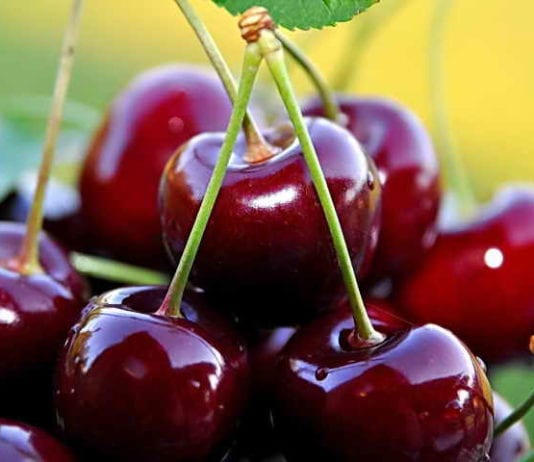 Борба с болести череши: kokkomikoz monilioz, klyasterosporioz