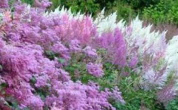 Грижа за астильбой през есента по правилата на селскостопанска техника