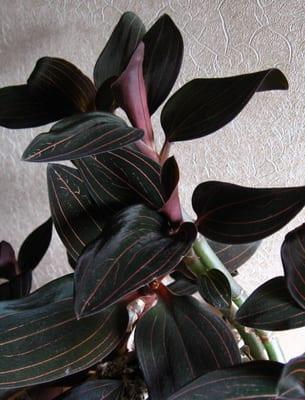 "Благородни" орхидеи: съвети за грижа и описание на видовете