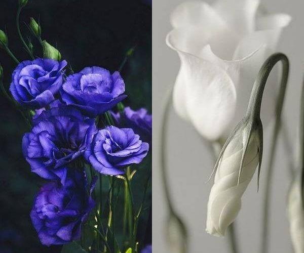 Цветя лизиантус, эустома или ирландска роза в целия си блясък