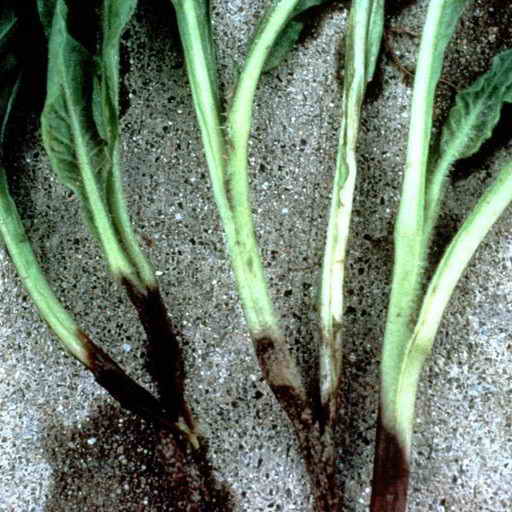 Основните болести на разсад – на кореновата гниене и стачкоизменник