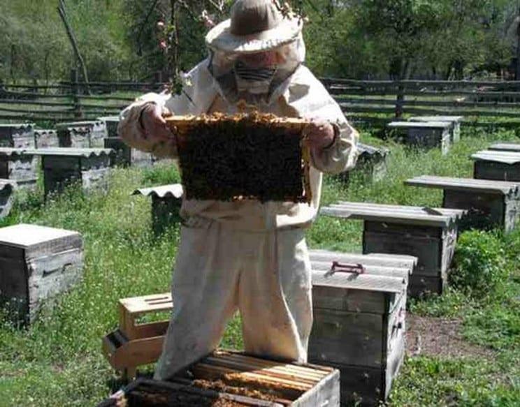 Въпроси за сектора на пчеларството и отговорите към тях