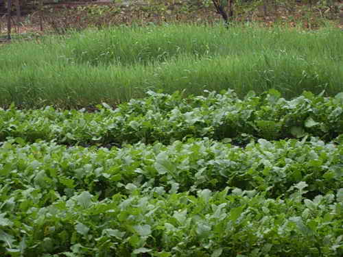 Списък на растения за зелено торене на плодородието на почвата