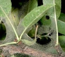 Ако паяжина на растенията, опасно ли е или не?