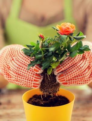 Потиснат от рози: характеристика на сортове, грижи у дома и градината