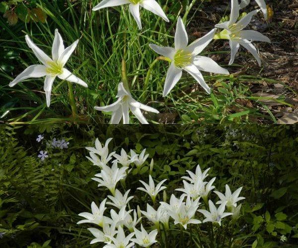 Нежни "парвеню" – цветя зефирантес в домашни условия