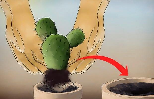 Правила за засаждане и пресаждане на стайни кактуси