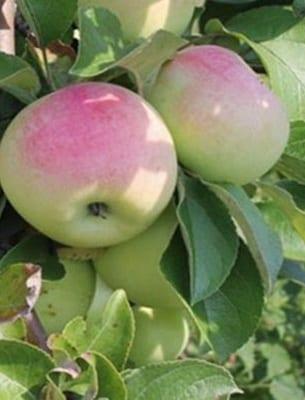 Ябълка: описание, използване и най-добрите сортове