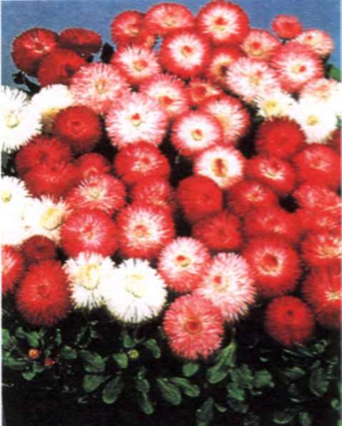 Многогодишни цветя, описание на