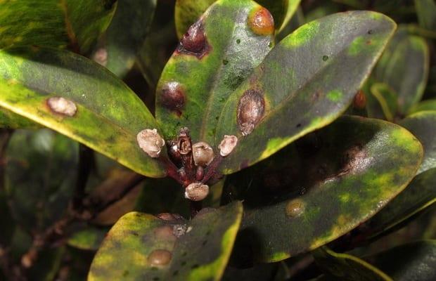 Вредители орхидеи: описание и начини за справяне