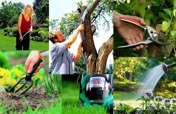 Отглеждането на овощни дървета в градината: засаждане и грижи