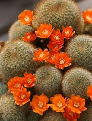 Цъфтежа на домашните кактуси – всички тайни