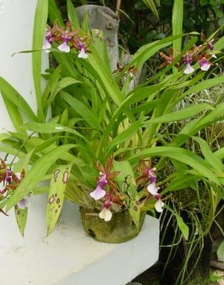 Orchid мильтония: снимка, описание на видове и грижи