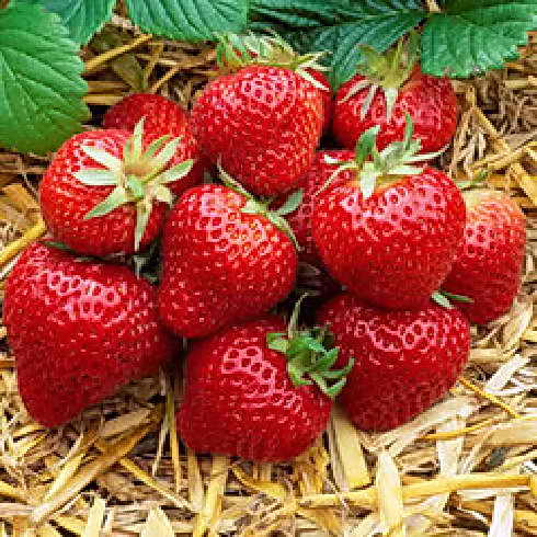 Как се полива ягоди в различни периоди на съзряване