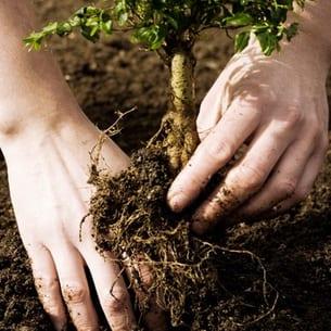 Японската дюля: как да засадим и отгледаме храст