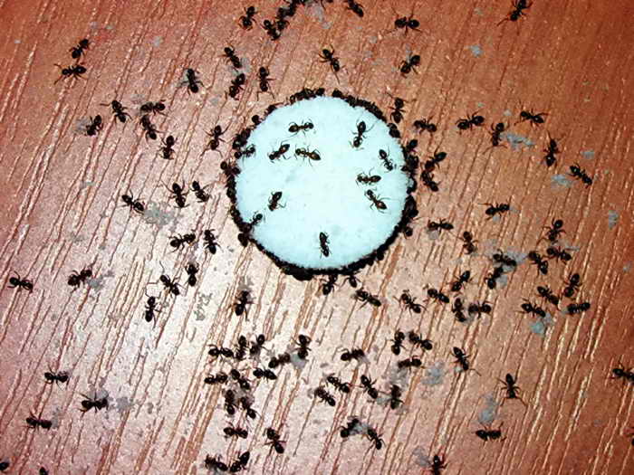 Как да се справим с мравките в сайта и да унищожи гнездото, видео