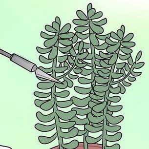 Размножаване и цъфтящи кактуси и сукуленти