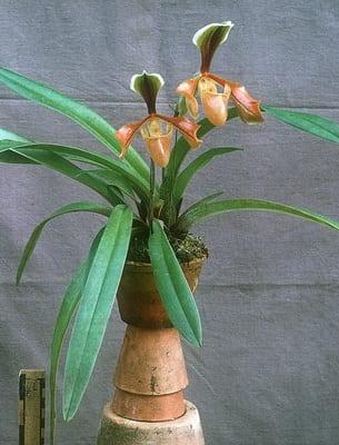 Орхидеи пафиопедилум (венерин башмачок): грижи и описание на видовете