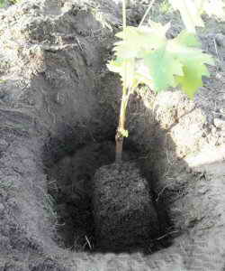 Как да подготвим почвата за засаждане на грозде
