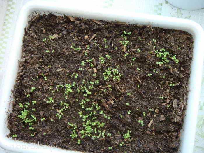 Выращивание лобелии рассадой 