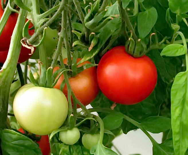 Правила за поливане на домати