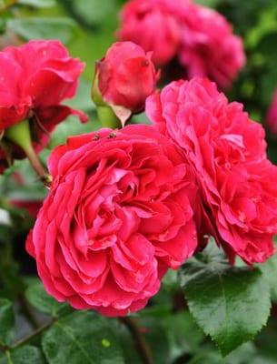 Катерене рози: името на сортове и правила за изрязване