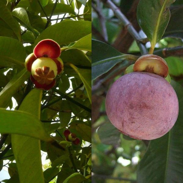 Необичайни екзотични плодове мангостан