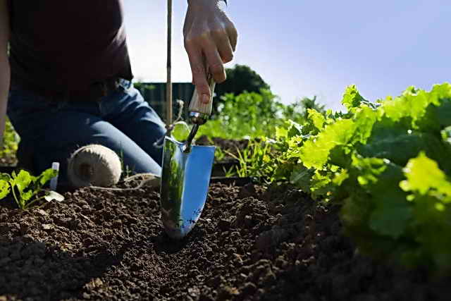Как да предпазите гърба си при работа в градината