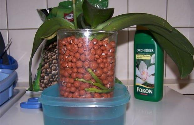 Субстрат за орхидеи: състав на правото на почвата