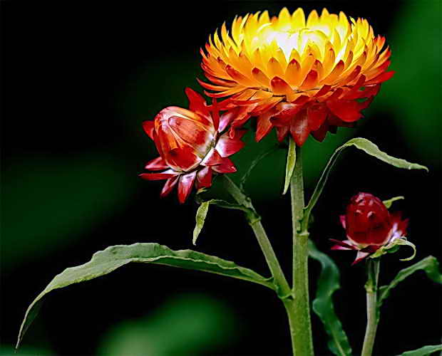 Бессмертник — цветок для посадки в саду, сбор цветков 