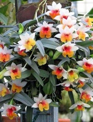 Орхидеи, дендробиум: описание на вида и грижи