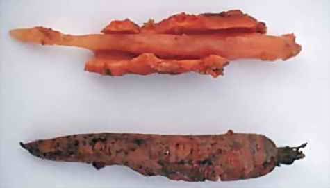 Основните заболявания моркови снимка