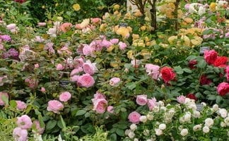 Класификация на рози и структурата на трендафил