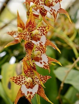 Холодолюбивые разновидности на орхидеи