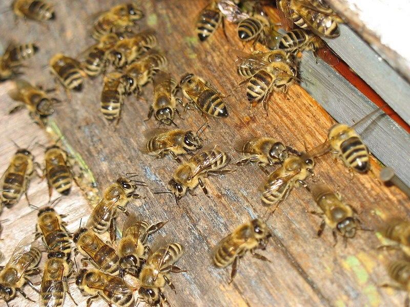 Опит по инфекция на пчелите с вируса на хроничен парализа
