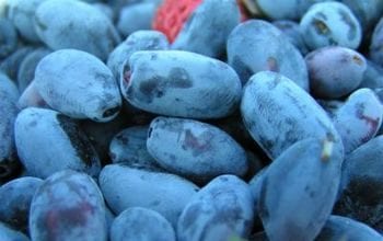 Засаждане и грижи за орлови нокти