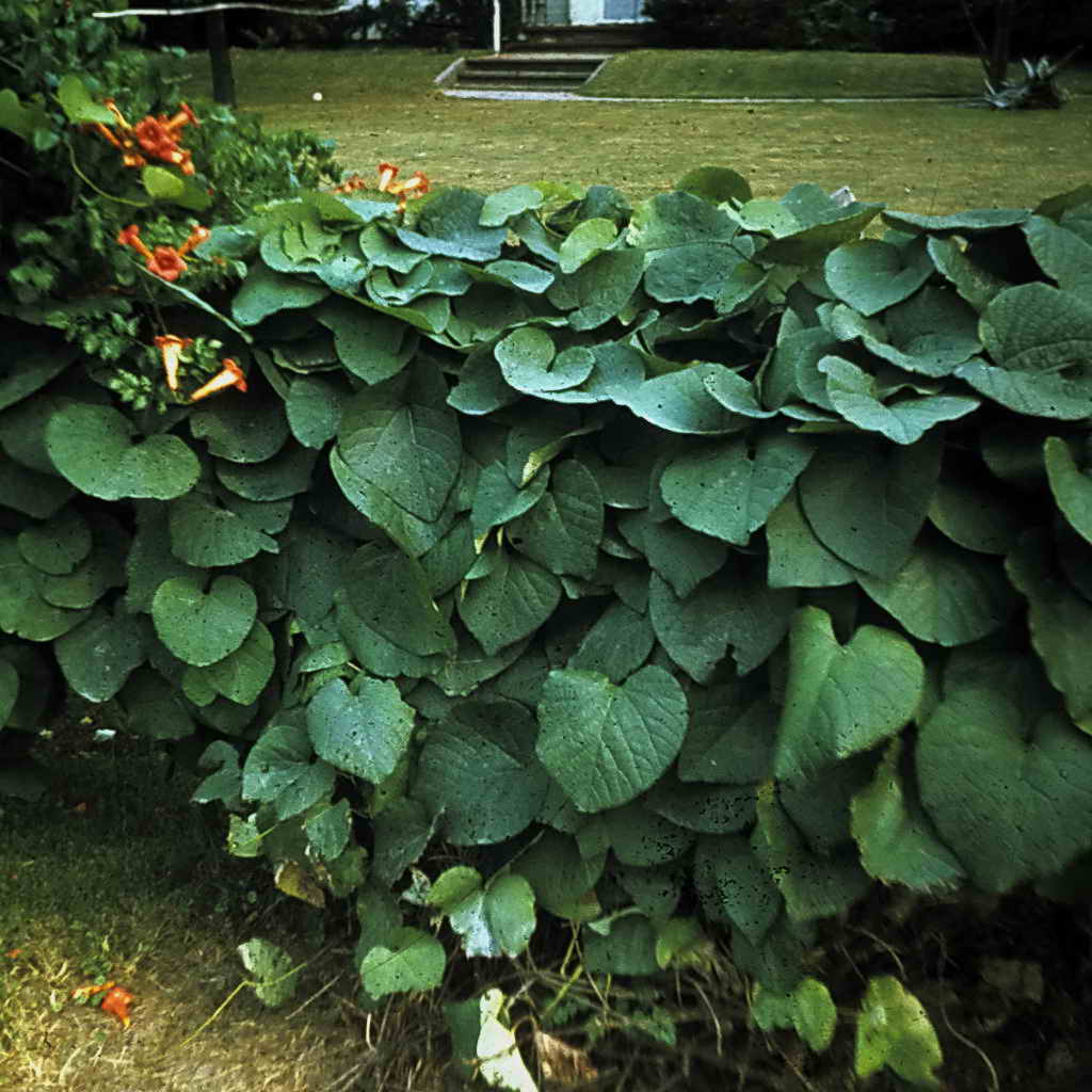 Лиана birthwort в ландшафта на градина