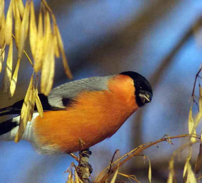 Какво да се хранят птиците през зимата в градината