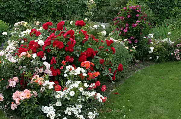 Как да направите жива ограда от рози