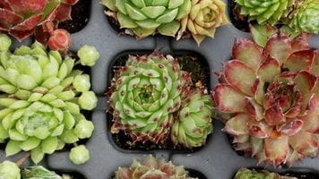 Молодило: описание, отглеждане у дома и в поле