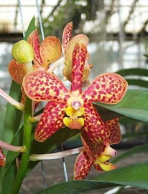 Орхидея ванда: видове и хибриди