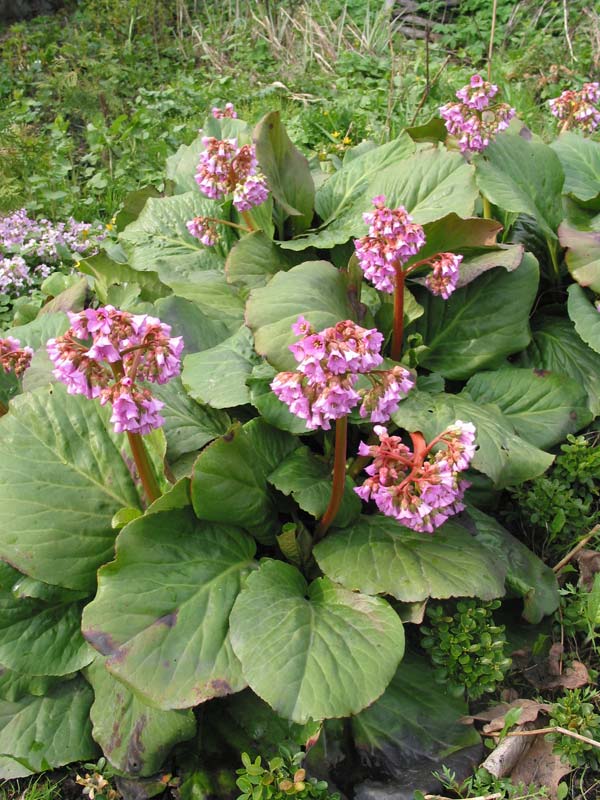 Bergenia сердцелистный — растение, цъфтящо през пролетта