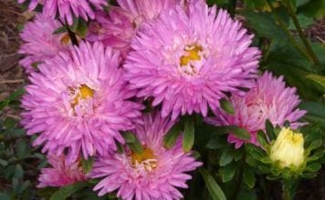 Подзимный засаждане астри и други цветове