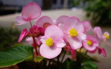 Украсете градината и цветната градина бегонией вечноцветущей