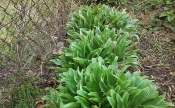 Когато се разделят и пресаждат многогодишните растения?