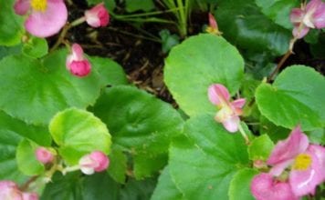 Бегония, отглеждани от семена