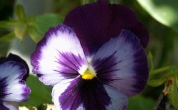 Виолетов Виттрока или Теменуги