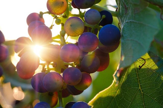 Как се размножава цариградското грозде