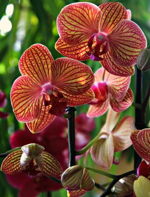 Основни условия за поддържане на орхидеи